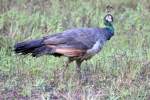 Indian Peafowl