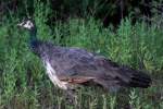 Indian Peafowl