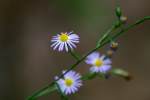 Unidentified Wildflower