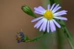 Unidentified Wildflower