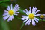 Unidentified Wildflower