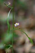 Unidentified Wildflower