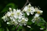 Unidentified Wildflower