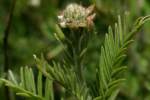 Unidentified Wildflower