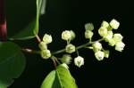 Unidentified Wildflower