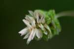 Unidentified Wildflower