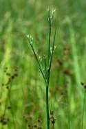 Unidentified Wildflower