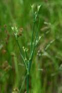 Unidentified Wildflower