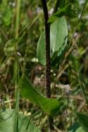 Unidentified Wildflower