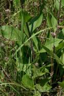 Unidentified Wildflower