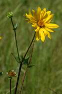 Unidentified Wildflower