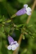 Unidentified Wildflower