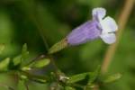 Unidentified Wildflower