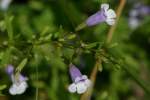 Unidentified Wildflower