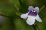 Unidentified Wildflower