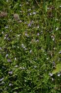 Unidentified Wildflower