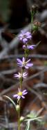 Unidentified Wildflower