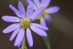 Unidentified Wildflower