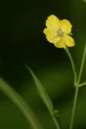 Unidentified Wildflower