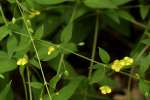 Unidentified Wildflower