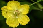 Unidentified Wildflower