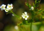 Unidentified Wildflower