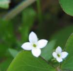 Unidentified Wildflower