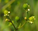 Unidentified Wildflower