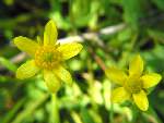 Unidentified Wildflower