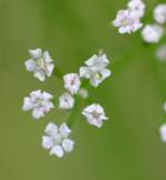 Unidentified Wildflower