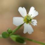 Unidentified Wildflower