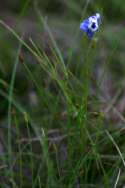 Unidentified Wildflower