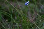 Unidentified Wildflower