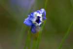 Unidentified Wildflower