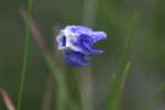 Unidentified Wildflower