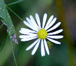 Unidentified Wildflower