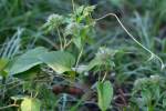 Hairy Cluster-vine