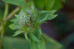 Hairy Cluster-vine