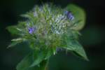 Hairy Cluster-vine