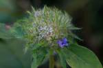 Hairy Cluster-vine