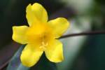 Carolina Jessamine