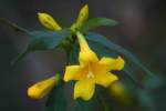 Carolina Jessamine