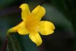 Carolina Jessamine