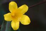 Carolina Jessamine