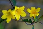 Carolina Jessamine