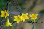 Carolina Jessamine