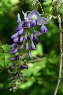 Wisteria