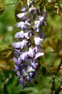 Wisteria