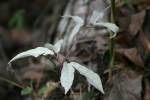 Albino Cat's Claw