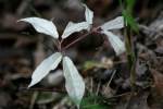 Albino Cat's Claw